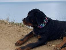 ВЯЗКА РОТВЕЙЛЕР 🪪 РКФ