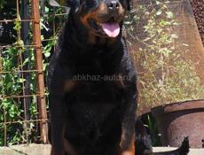 ВЯЗКА РОТВЕЙЛЕР 🪪 РКФ