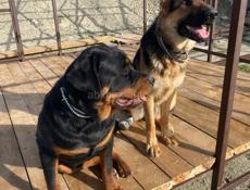 ВЯЗКА РОТВЕЙЛЕР 🪪 РКФ