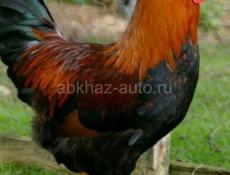 Продаются Арбхь