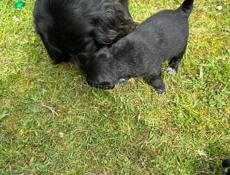 Отдам в добрые руки!!!!