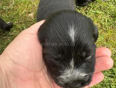 Отдам в добрые руки!!!!