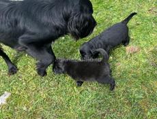 Отдам в добрые руки!!!!