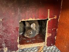 Продам крольчат 