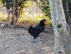 +79409653468 рузанна