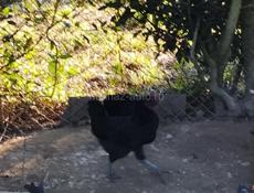 +79409653468 рузанна