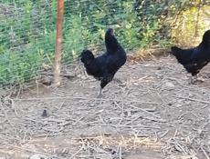 +79409653468 рузанна