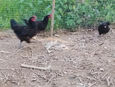 +79409653468 рузанна