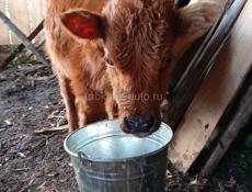 Бычок 3 месяц сам пасетса кушает все