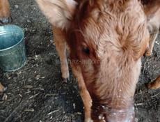 Телка 3 месяца сама пасетса кушает все мать малочная 