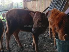 Телка 3 месяца сама пасетса кушает все мать малочная 