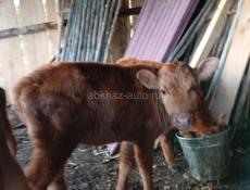 Телка 3 месяца сама пасетса кушает все мать малочная 