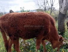Продаю телку 10 месяцев 50 кг мать парода хорошая мать малочная