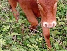 Продаю телку 10 месяцев 50 кг мать парода хорошая мать малочная