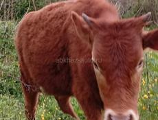 Продаю телку 10 месяцев 50 кг мать парода хорошая мать малочная