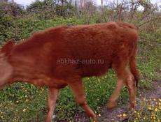 Продаю телку 10 месяцев 50 кг мать парода хорошая мать малочная