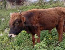 Бычок 50 кг 