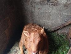 Теленок 2 месяца