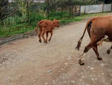 Теленок 2 месяца