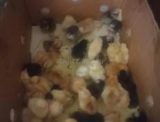 Напиши трёхдневные местная порода