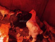 Цыплята месячные 