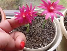 Домики в аренду