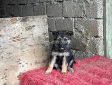 Немецкая Овчарка Щенки