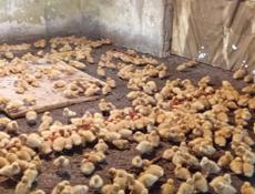 Продаются утята броллер по 350р р. Очамчира с. Илор