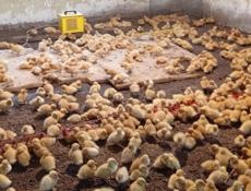 Продаются утята броллер по 350р р. Очамчира с. Илор