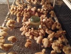 Продаются утята броллер по 350р р. Очамчира с. Илор