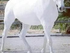 Лошадь куплю