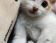 в добрые ручки