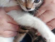 в добрые ручки