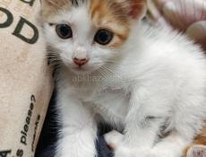 в добрые ручки