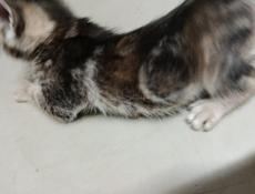 в добрые ручки