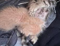 СРОЧНО НУЖНА КОРМЯЩАЯ КОШКА