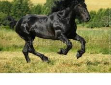 Лошадь 🐴 🐎 куплю 