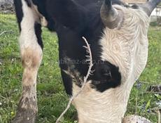  Бычок 110-120кг