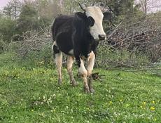  Бычок 110-120кг