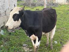  Бычок 110-120кг