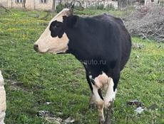  Бычок 110-120кг