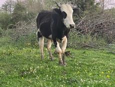  Бычок 110-120кг