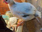 цыплята куры 