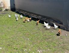 цыплята куры 