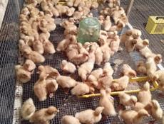 Продаются утята броллер в приморском районе все по телефону