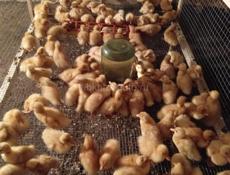 Продаются утята броллер в приморском районе все по телефону