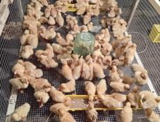 Продаются утята броллер в приморском районе все по телефону