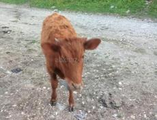 Продам тёлку 