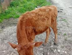 Продам тёлку 