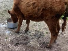 Продам тёлку 